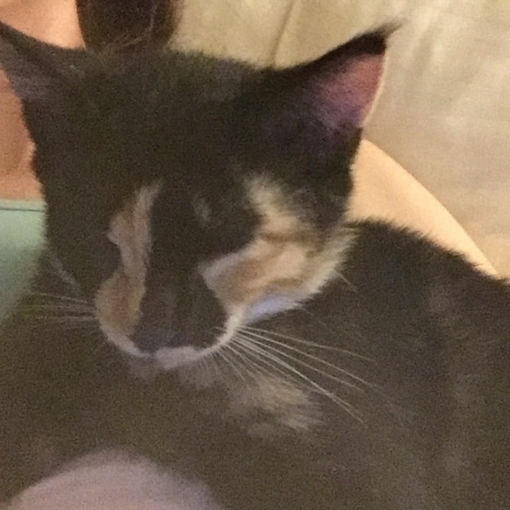 Meet your Posher, Brooklynne